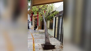 Γιατί συνεχίζουν να πέφτουν τα δέντρα στο Ηράκλειο - Στο Cretalive η Μαρία Κοζυράκη