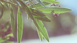 Ρέθυμνο: Έναρξη διανομής δενδρυλλίων ελιάς στους πυρόπληκτους του Δήμου Αμαρίου