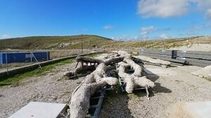 Μυτιλήνη: «Ξαναζεί» δένδρο ηλικίας 18 εκατομμυρίων ετών