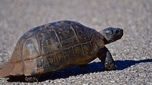 Ρεκόρ στο παγκόσμιο λαθρεμπόριο ζώων: 30.000 κατασχέσεις και 1.100 ύποπτοι σε επιχείρηση της Interpol