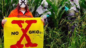 Greenpeace: Γενετικά Τροποποιημένα Φυτά έρχονται στο πιάτο μας!