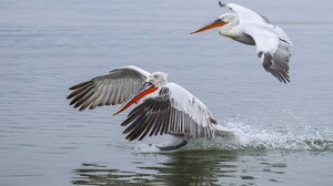 Πρέσπες: Τα πρώτα συμπεράσματα για τον αφανισμό 2300 αργυροεπελεκάνων το 2022