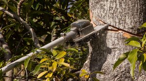 Εργασίες κλαδέματος σε κεντρικούς δρόμους των Χανίων την Πέμπτη 15/1