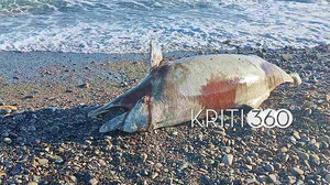 Χανιά: Νεκρό δελφίνι ξέβρασε η θάλασσα στην παραλία του Ταυρωνίτη