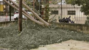 Πτώσεις δέντρων και κλειστοί δρόμοι στα Χανιά λόγω θυελλωδών ανέμων