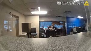 Νέα Υόρκη: Ελάφι «εισέβαλε» σε τράπεζα από το... παράθυρο - Δείτε video!