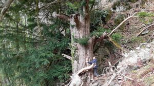 Το αρχαιότερο δέντρο της Ελλάδας ζει εδώ και 1.074 χρόνια