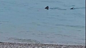 Λουτράκι: Kαρχαρίας βγήκε πρωτοχρονιάτικη... βόλτα στα ρηχά νερά παραλίας - Δείτε βίντεο