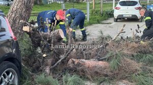 Λαμία: Τεράστιο κλωνάρι δέντρου "προσγειώθηκε πάνω σε αυτοκίνητα