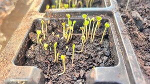 Τα δικά τους λαχανικά σε δημοτικές εκτάσεις θα καλλιεργούν Ρομά σε τρεις οικισμούς