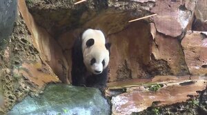 Ινδονησία: Ιστορική γέννηση γιγάντιου πάντα – Ορόσημο στην προσπάθεια διατήρησης απειλούμενων ειδών