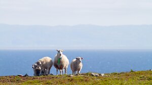3η ΕΜΑΚ: επιχείρηση απεγκλωβισμού …προβάτων βόρεια του αεροδρομίου Ηρακλείου 