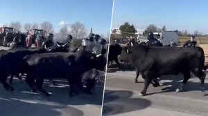 Γάλλοι αγρότες εξαπολύουν ταύρους εναντίον αστυνομικών