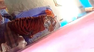 Τίγρης τρομοκρατεί χωριό στην Ινδία