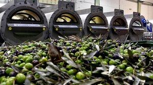 ΔΥΠΑ: Ξεκινά πρόγραμμα κατάρτισης ανέργων στον τομέα Ελιάς και Ελαιοκομίας