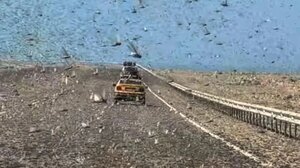 Tεράστιο σμήνος από ακρίδες «κατάπιε» δρόμο στη Σαχάρα - Δείτε βίντεο 