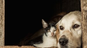 Τετραήμερη δράση δωρεάν στειρώσεων από το Δήμο Μαλεβιζίου και το Zero Stray Pawject