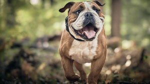 Δεν χαλαρώνει ποτέ ο σκύλος σας στο σπίτι; - Τι μπορείτε να κάνετε