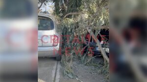 Θυελλώδεις άνεμοι στην Κρήτη: Δέντρο έπεσε πάνω σε σταθμευμένα οχήματα 