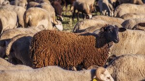 Συνελήφθη κτηνοτρόφος για παραβίαση μέτρων κατά της ευλογιάς αιγοπροβάτων