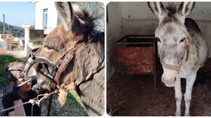 Φιλοζωϊκή Κρήτης: Ξεκινά τις δράσεις της για τη φροντίδα των ιπποειδών