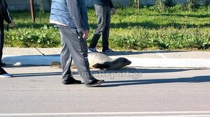 Φθιώτιδα: Φώκια έκοβε βόλτες στη στεριά με παρέα!