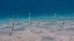 Μαγευτικά πλάνα από τον βυθό της: Χέλια-ζέβρες "χορεύουν" στην άμμο