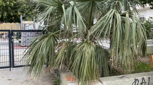 Ηράκλειο: Επικίνδυνα και αφρόντιστα δέντρα σε παιδική χαρά στον Άγιο Ιωάννη Κνωσού