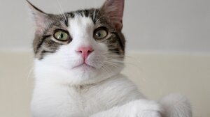 Αλήθεια ή μύθος ότι οι γάτες έχουν εννιά ζωές;