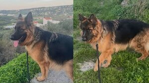 Ψάχνουν την Καλυψώ!