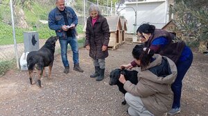 Δράση ιατρικής φροντίδας για τα αδέσποτα σκυλιά στο ΕΛΜΕΠΑ από το Κυνοκομείο του Δήμου Ηρακλείου