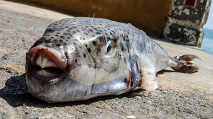 Λαγοκέφαλος: ΕΛΚΕΘΕ και αλιείς αναζητούν τρόπους να κάνουν την κρίση ευκαιρία