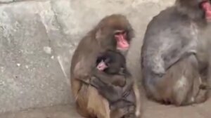 Το μοναχικό μαϊμουδάκι με τη λούτρινη «μαμά» απέκτησε καινούρια παρέα