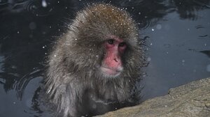 Sold out το λούτρινο που συγκίνησε τον κόσμο: Ξεπούλησε μετά το viral βίντεο με τον μικρό μακάκο 