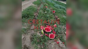 Ηράκλειο: Κάθειρξη 6 ετών στον 54χρονο που πυροβόλησε δύο 17χρονους σε μποστάνι