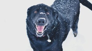 Πόσο κρύο αντέχει ένας σκύλος – Μάθετε από τι εξαρτάται