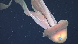 Ερευνητές κατέγραψαν σπάνια μέδουσα «φάντασμα»