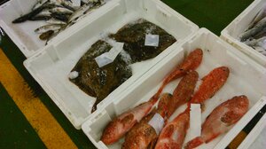 Καταναλώστε άφοβα ψάρια και θαλασσινά χάρη στους επιστήμονες του ΕΛΚΕΘΕ!