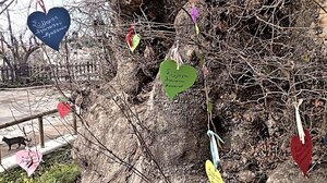 "Υιοθετημένος με αγάπη": Παρέμβαση για τον Πλάτανο-σύμβολο στο Κράσι