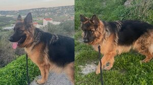 Άφαντη η Καλυψώ - Νέα έκκληση για τον εντοπισμό της