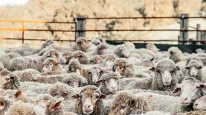 Κρήτη: Σε ισχύ παραμένουν τα μέτρα για την ευλογιά των αιγοπροβάτων