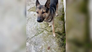 Αθάνατοι: Αρσενικός σκύλος περιφέρεται εδώ και τρεις εβδομάδες στον οικισμό