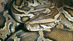 Ταϊλάνδη: 64χρονη πέρασε τέσσερις ώρες αγωνίας αγκαλιά με... πύθωνα