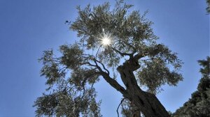 Αίθριος ο καιρός στην Κρήτη την Πέμπτη με 18άρια