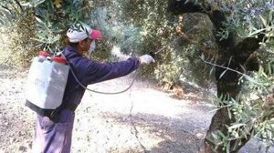 Ρέθυμνο - Δακοκτονία: Τέταρτος δολωματικός ψεκασμός... καιρού επιτρέποντος!