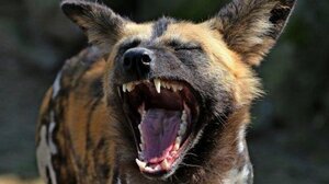 Φυλάκιση στον ιδιοκτήτη σκύλων που κατασπάραξαν 50χρονη