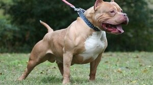 Πιτ μπουλ στη Θεσσαλονίκη δάγκωσε στην κοιλιά 3χρονο: Συνελήφθη ο ιδιοκτήτης του