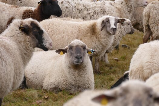Επιδοτήσεις για αιγοπρόβατα: Υποχρεωτική η τοποθέτηση ενδοστομαχικού βόλου από εφέτος	