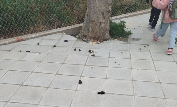 Αλικαρνασσός: Πεζοδρόμια για τα παιδιά, αλλά χωρίς σεβασμό στην καθαριότητα