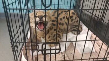 Αγριόγατα Σερβάλ